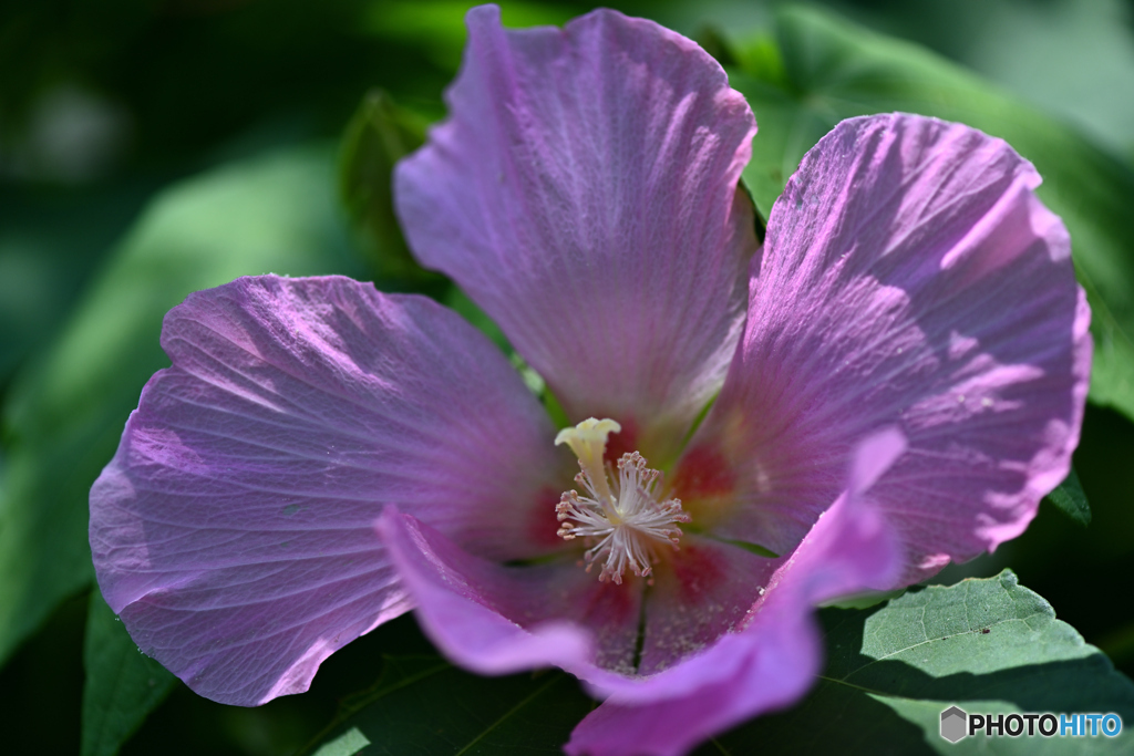可愛館。。芙蓉の間