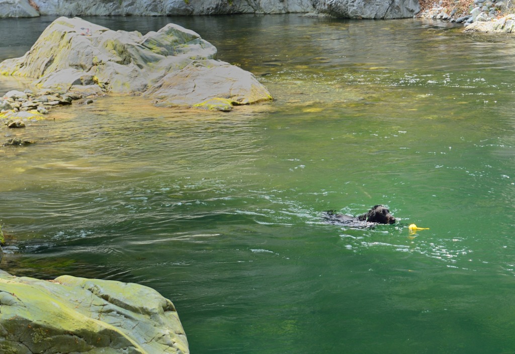 "犬と渓流”