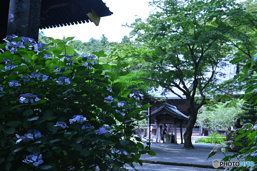 水無月の古寺境内