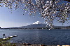 雪桜