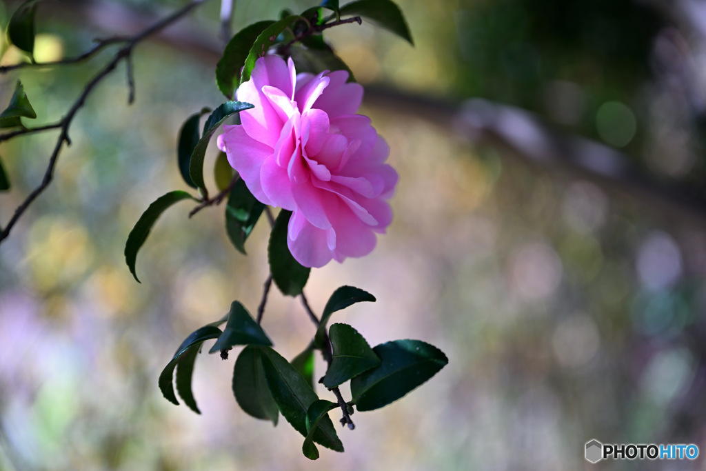 爽やかな目覚め