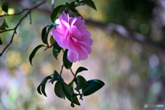 爽やかな目覚め