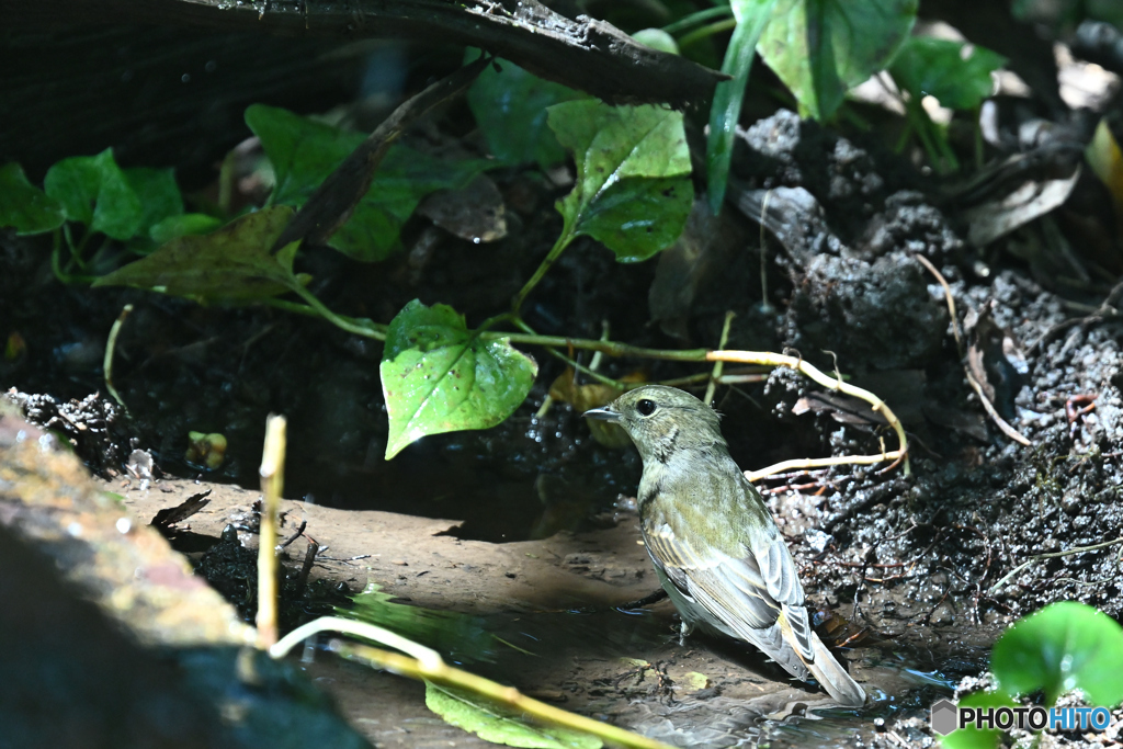 キビタキ幼鳥
