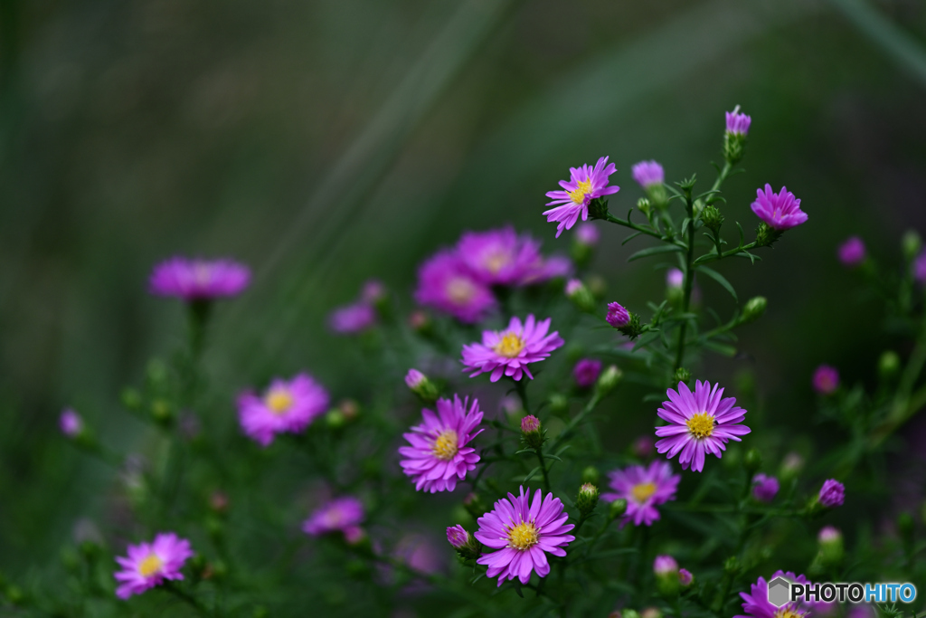 小菊の名で。。