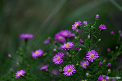 小菊の名で。。