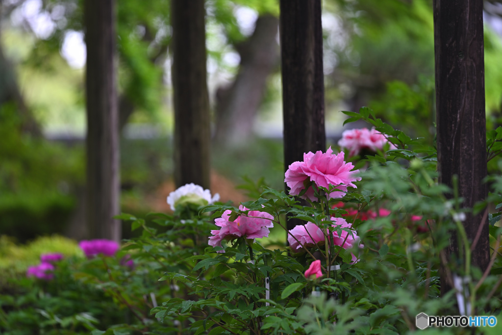 野に咲く花のように