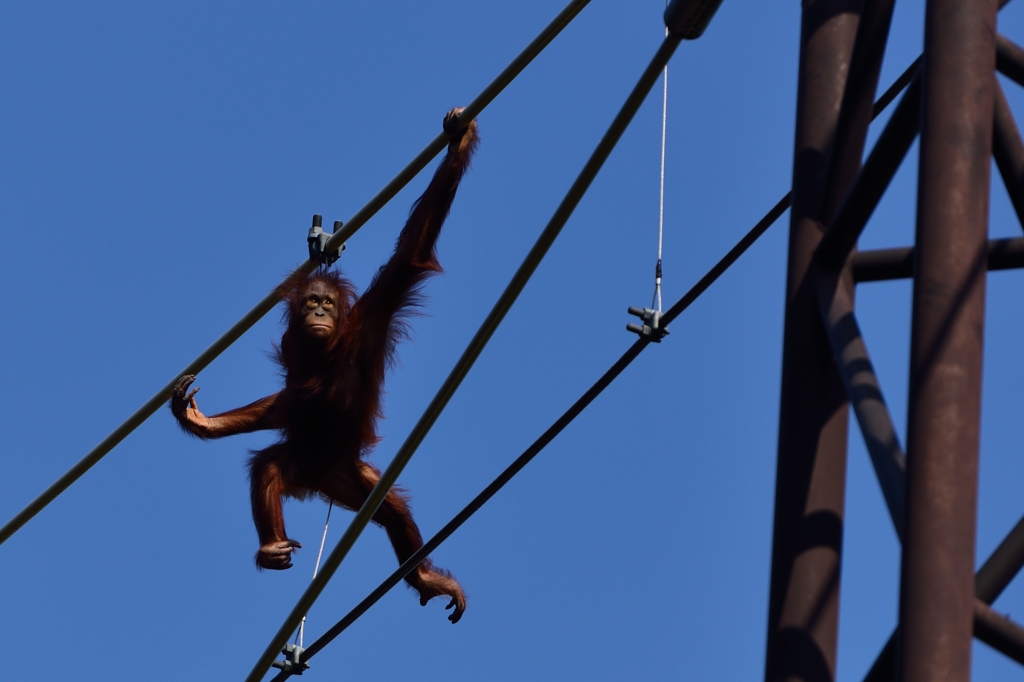 助けに行く！待ってろ～～