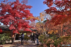 日本庭園の紅葉