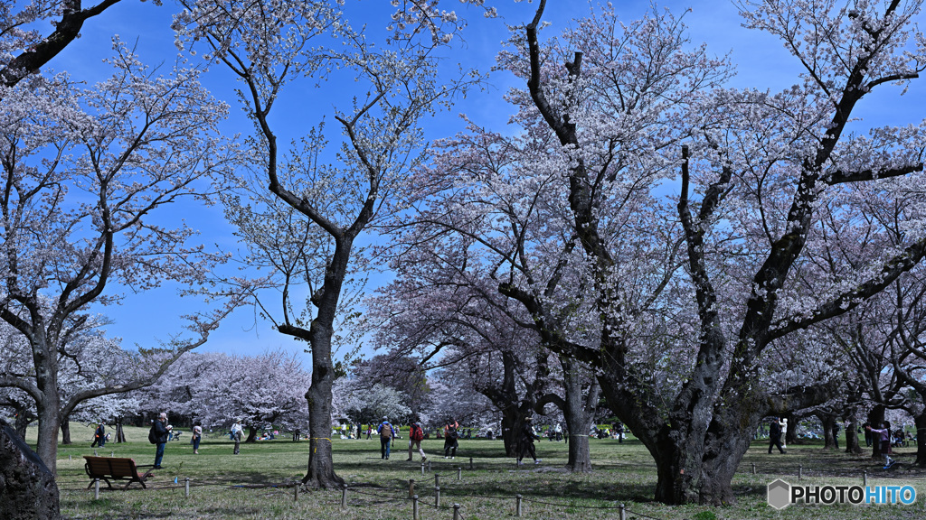 みんなの原っぱの桜