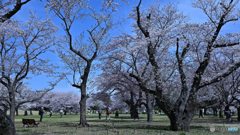 みんなの原っぱの桜