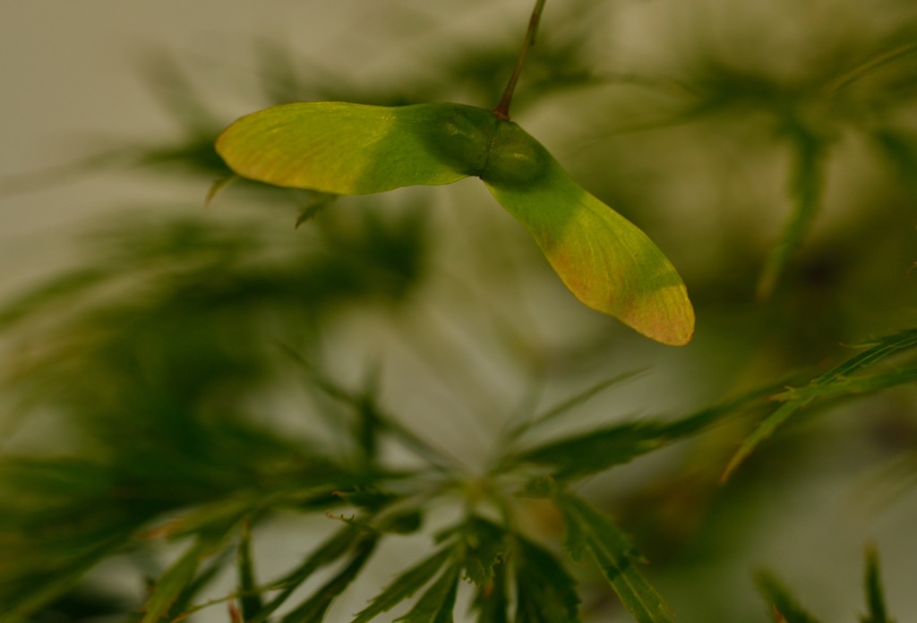 ～しだれもみじ～