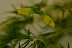 ～しだれもみじ～