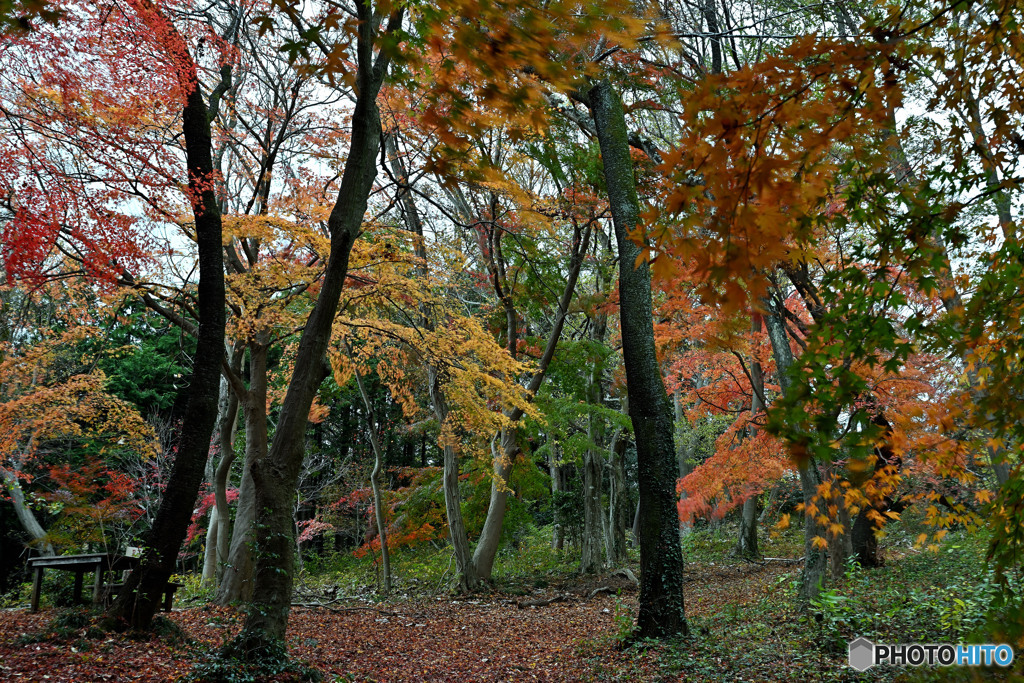 紅葉のいろは路