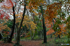 紅葉のいろは路