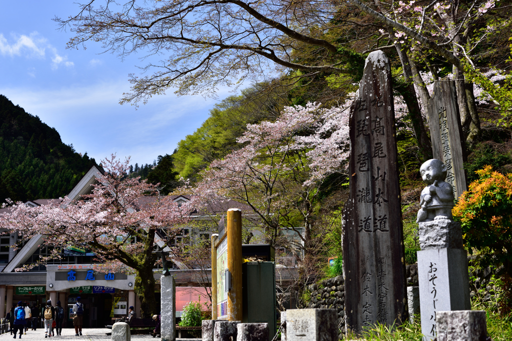 高尾山は葉桜に