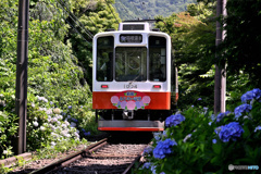 箱根あじさい電車