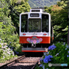 箱根あじさい電車