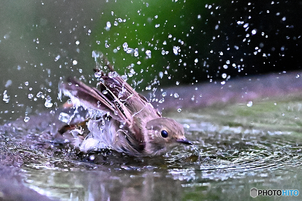 キビ雌の水浴