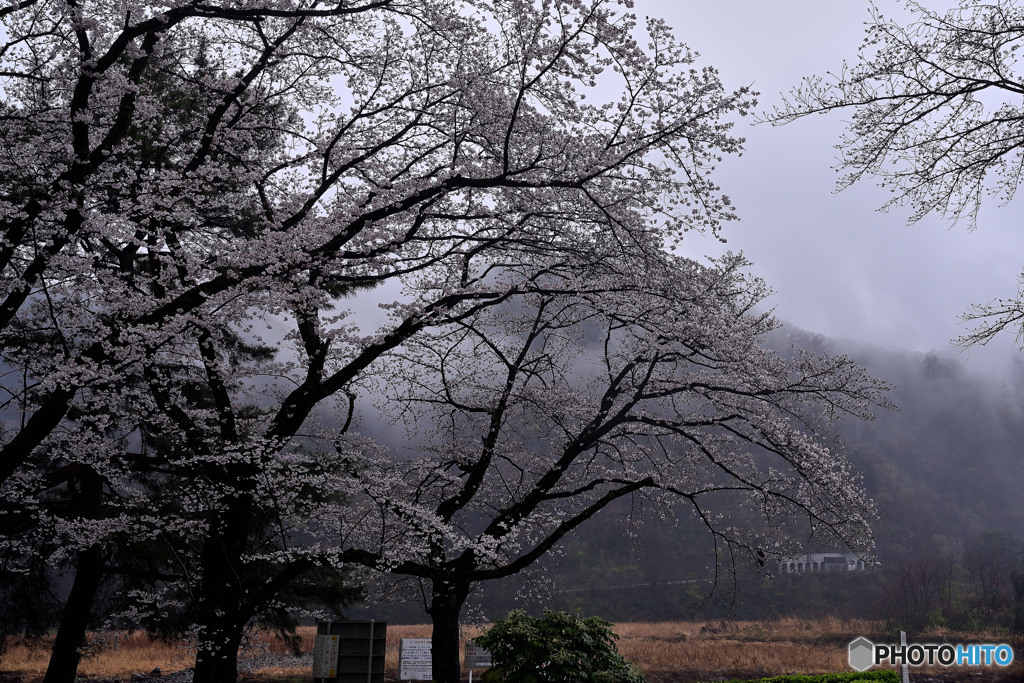 雨にけぶるも満開に