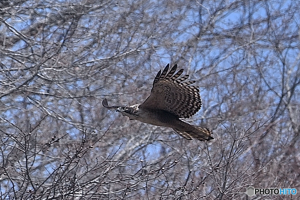 小動物を求め滑空