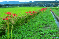 秋風漂う