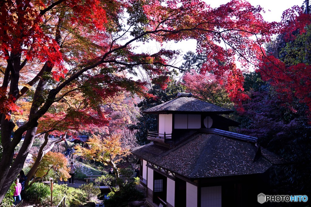 聴秋閣に降り注ぐ紅葉