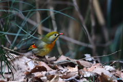 チョットお洒落な異方鳥