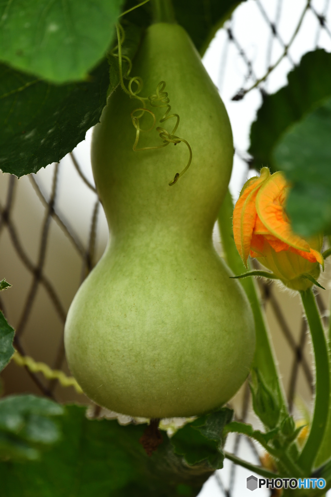 瓢箪の花添え