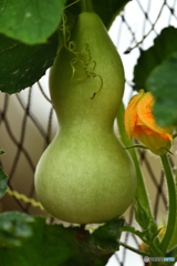 瓢箪の花添え