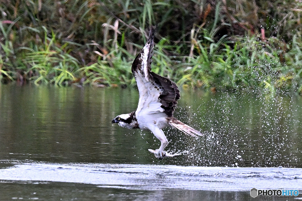 魚を捕らえ離水