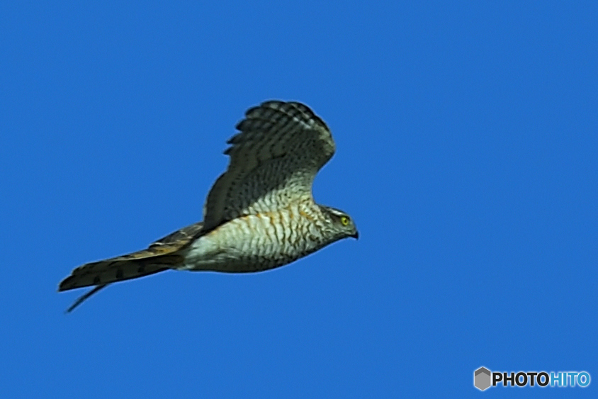 鳩捕獲へ追跡中の大鷹Ⅱ