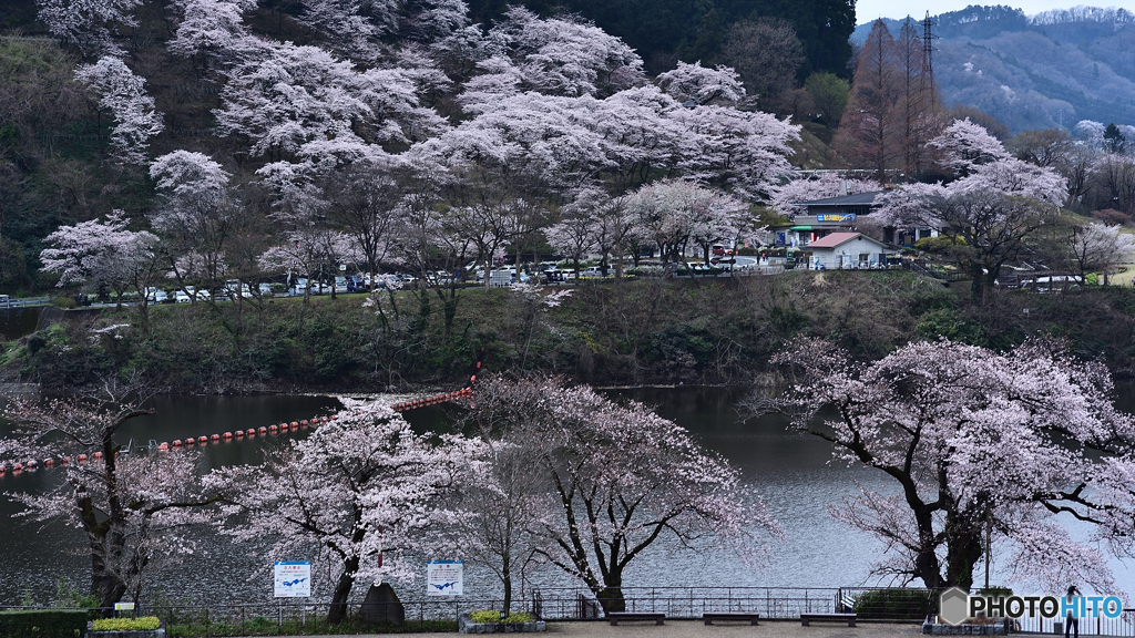 対岸も明日は満開かな