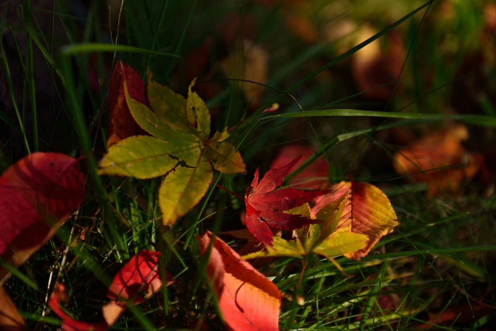 ”木漏れ日と落ち葉”