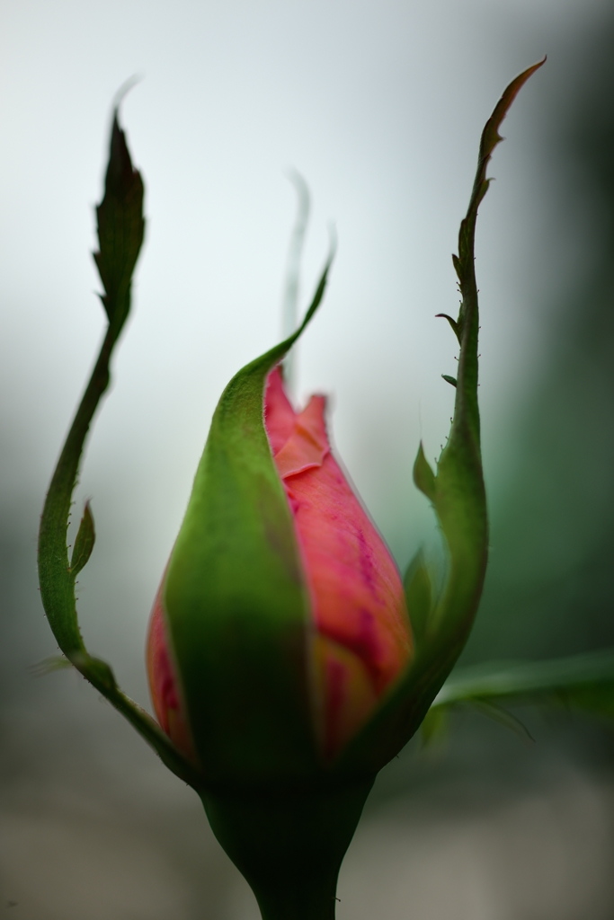 待ち遠しい聖火！