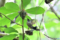 巣立ちを促す親鳥