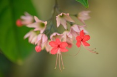 ～チアダンス～～