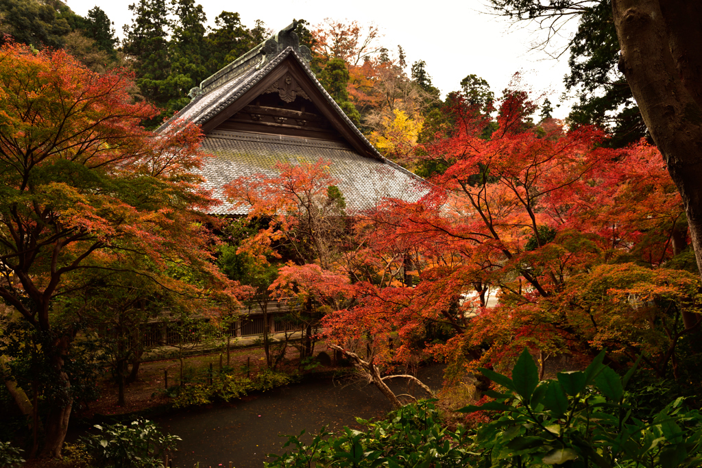 古都を偲ばせる渋い紅葉