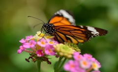 花粉がついていますよ！