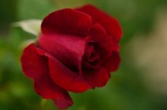 ”赤錆のある渋い薔薇”