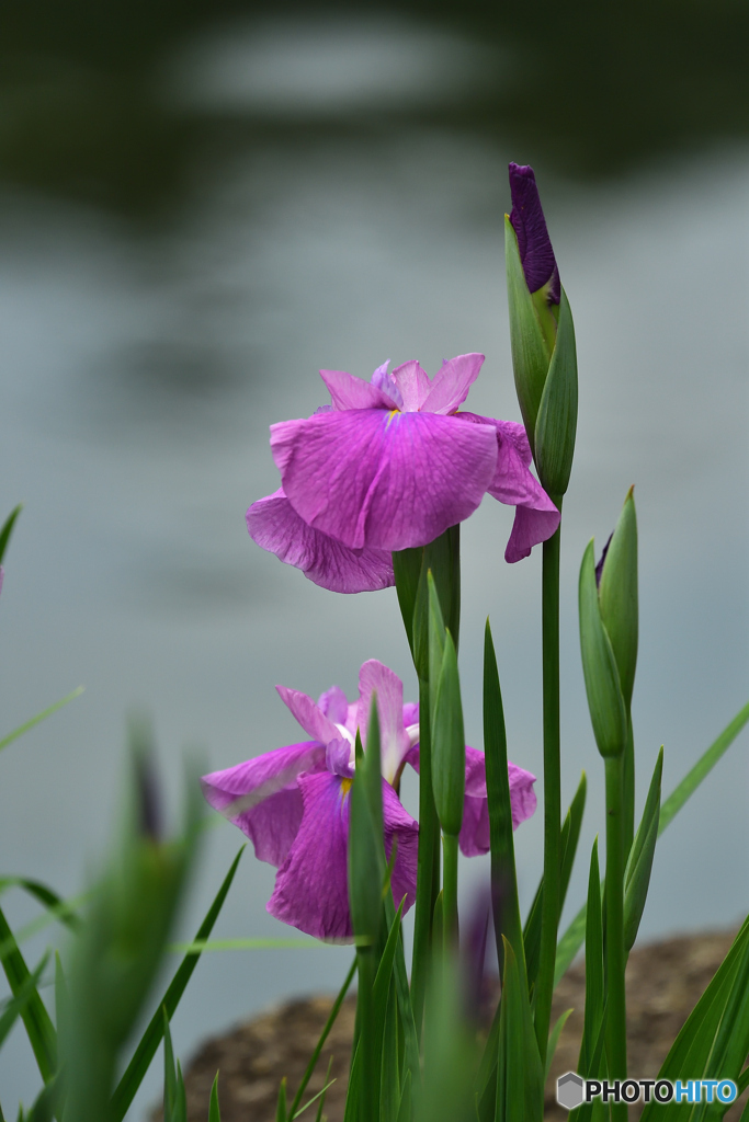 水辺の生け花。。