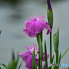 水辺の生け花。。