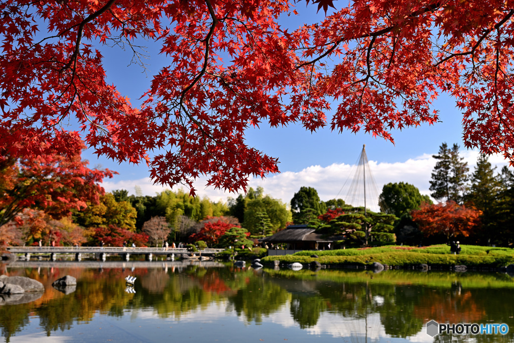 日本庭園のもみじⅡ