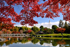 日本庭園のもみじⅡ