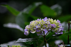 雨に目覚めた紫陽花