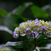 雨に目覚めた紫陽花