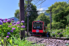 梅雨の晴れ間にあじさい電車