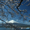 桜盛り