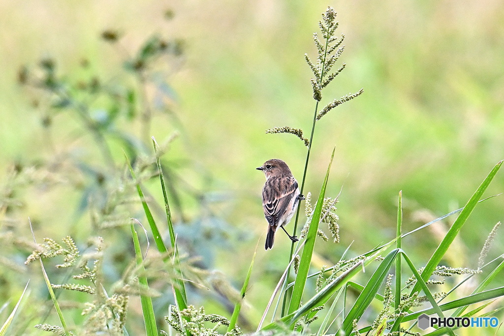 花鳥画のような