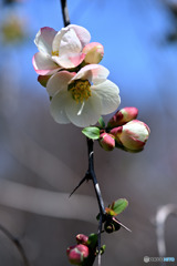 枝垂れる ボケの花