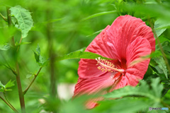 見頃な花を覗き見る